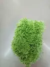 Pearlescent 01 light fruit green flower core gypsum 01 details Picture